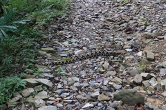 Deinagkistrodon acutus