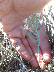 Eriospermum aphyllum