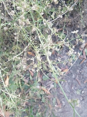 Galium angustifolium