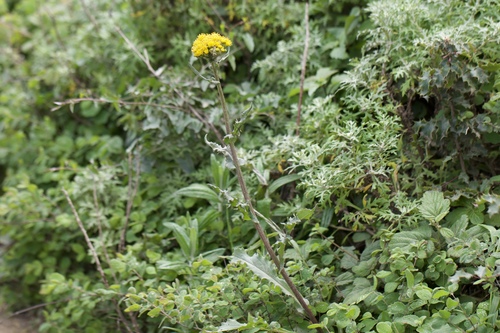 Image of Senecio aronicoides by (c) Arvel Hernandez, some rights reserved (CC BY-SA)
