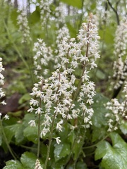 Tiarella wherryi
