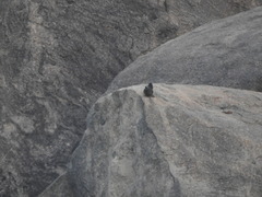 Galloperdix lunulata