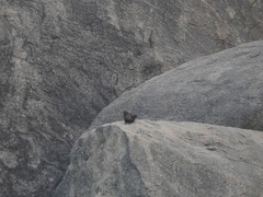 Galloperdix lunulata