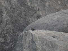 Galloperdix lunulata