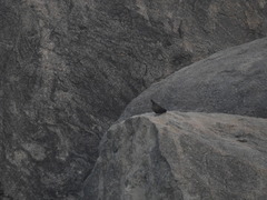 Galloperdix lunulata