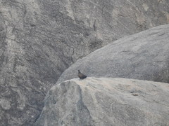 Galloperdix lunulata