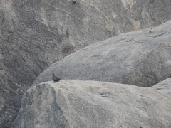 Galloperdix lunulata