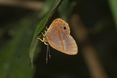 Euselasia violetta