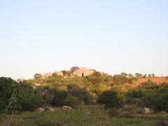 Borassus flabellifer