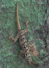 Cnemaspis peninsularis
