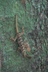 Cnemaspis peninsularis