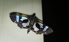 Desmia bajulalis
