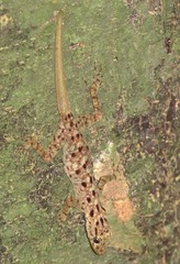Cnemaspis peninsularis