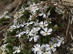 Phlox hoodii