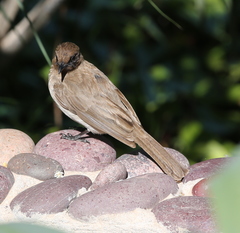 Pycnonotus barbatus