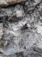 Alopecosa pulverulenta