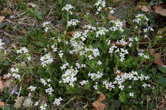 Arabidopsis halleri