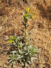 Lithospermum strictum