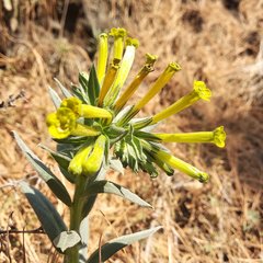 Lithospermum strictum