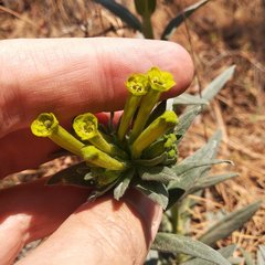 Lithospermum strictum