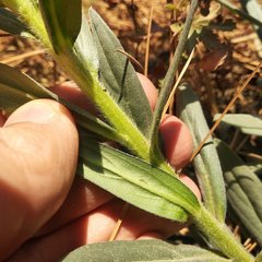 Lithospermum strictum