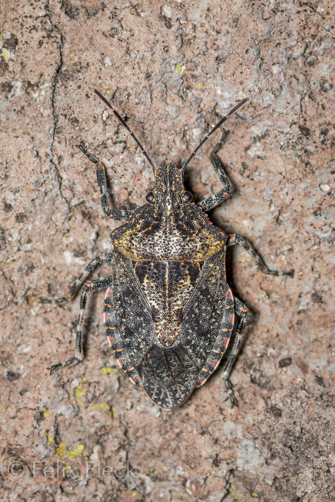 Brochymena splendida