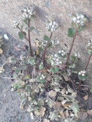 Cochlearia danica