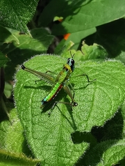 Caenomastax bimaculata