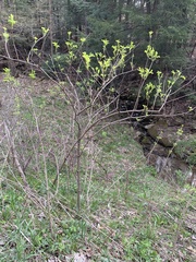 Dirca palustris
