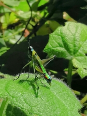 Caenomastax bimaculata