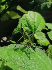 Caenomastax bimaculata