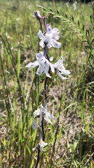 Delphinium carolinianum virescens