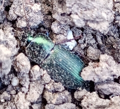 Poecilus