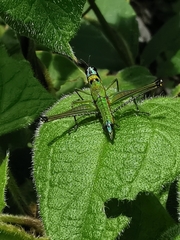 Caenomastax bimaculata