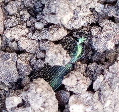 Poecilus