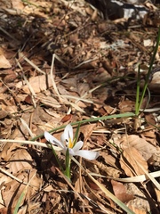 Crocus