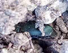 Poecilus