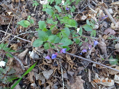Pulmonaria officinalis