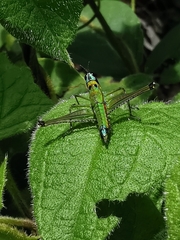 Caenomastax bimaculata