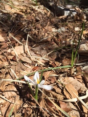Crocus