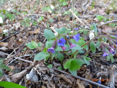 Pulmonaria officinalis