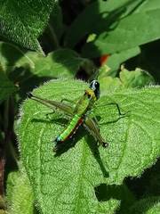 Caenomastax bimaculata