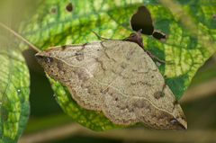 Hemeroplanis scopulepes