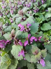 Lamium maculatum