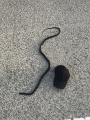 Dolichophis jugularis