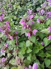 Lamium maculatum