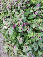 Lamium maculatum