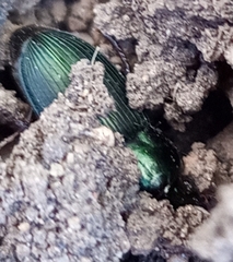 Poecilus
