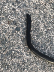 Dolichophis jugularis