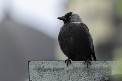 Corvus monedula